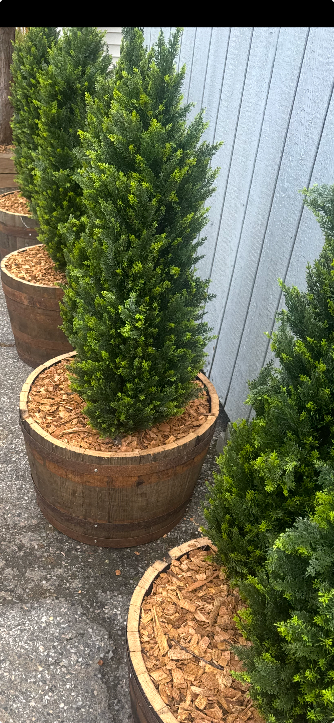 Cleaned Planter
